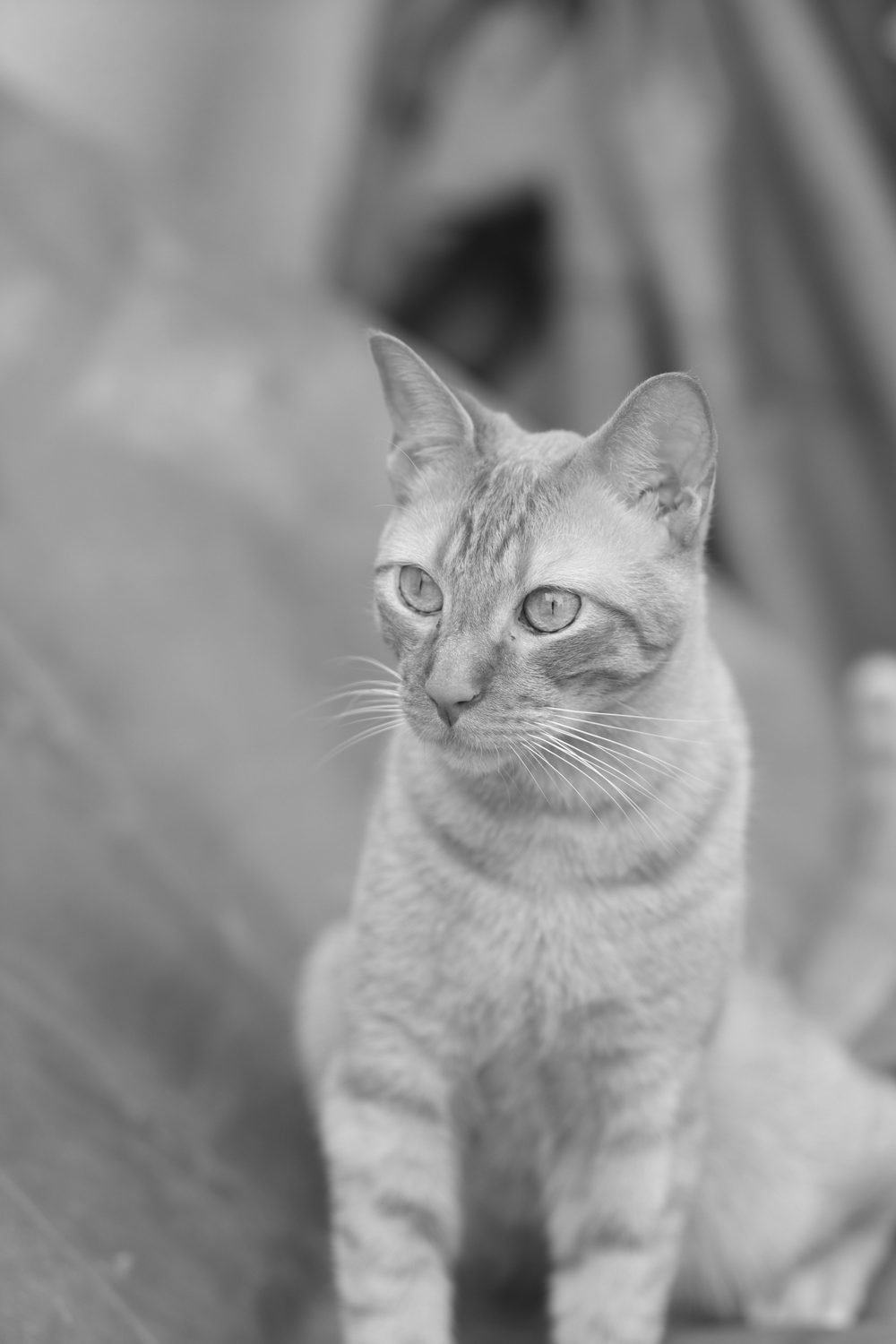 Other Pets
