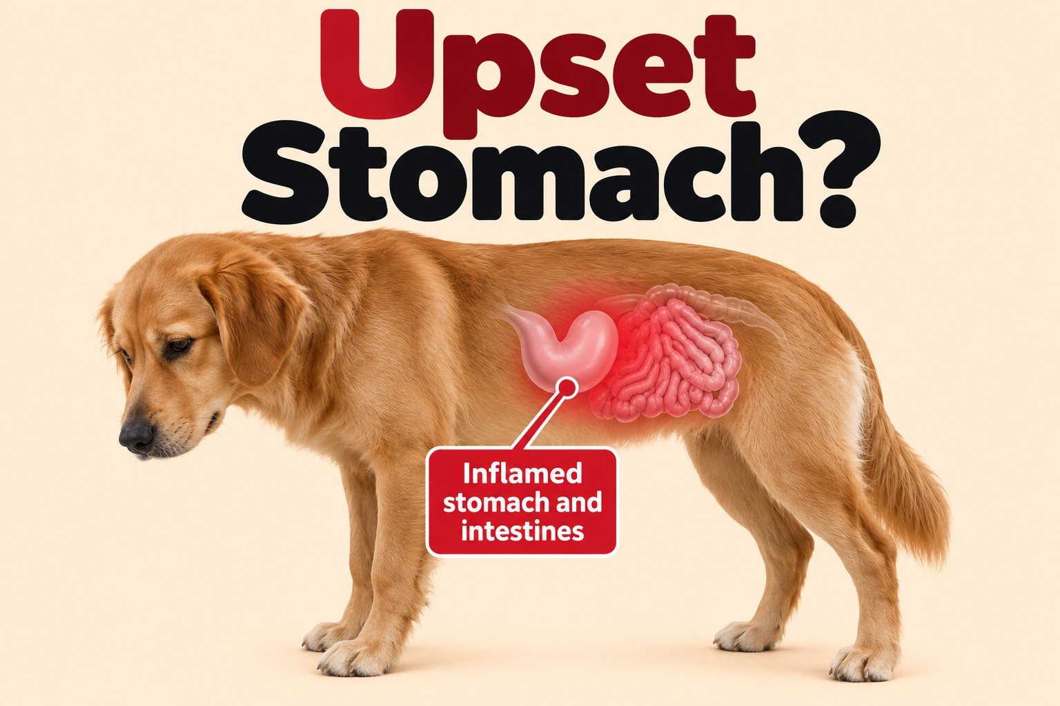 What to Do When Your Dog Has an Upset Stomach
