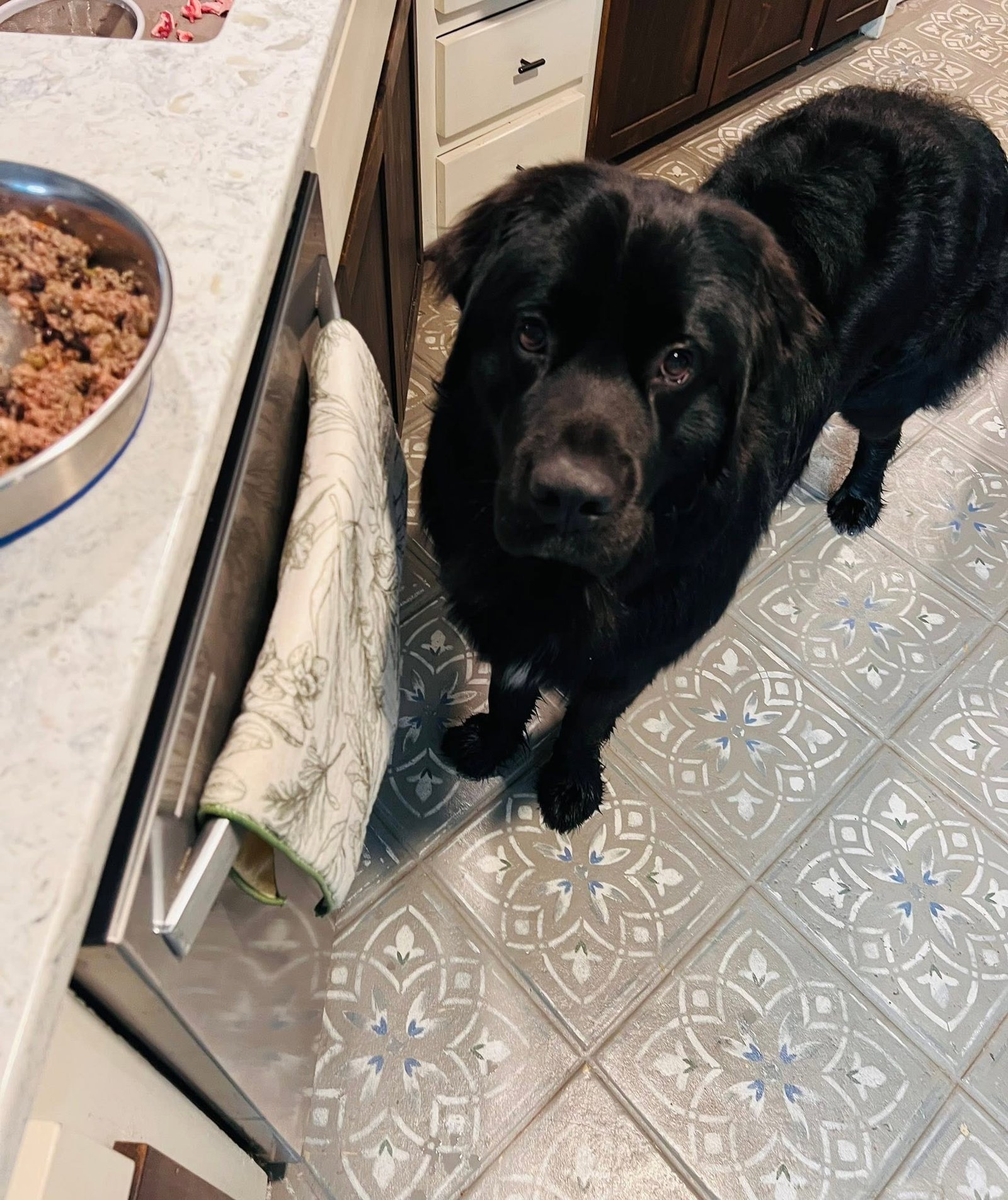 A black dog standing beside a kitchen counter with a bowl of food
