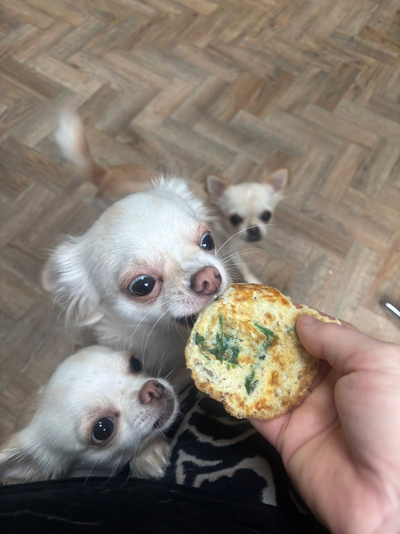 Small dogs beside a hand holding a spinach omelette