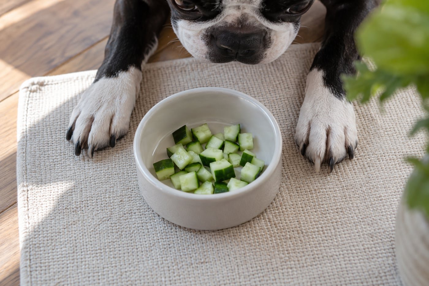 Small treat portion: tiny chopped cucumber pieces.