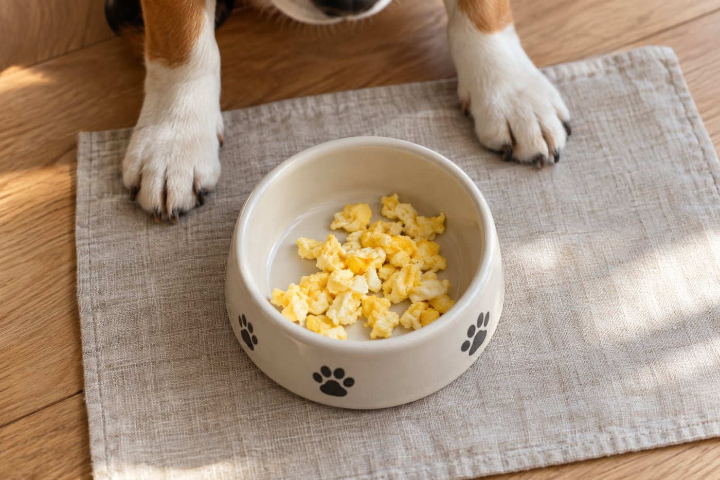 Small treat portion: tiny pieces of fully cooked plain scrambled egg.