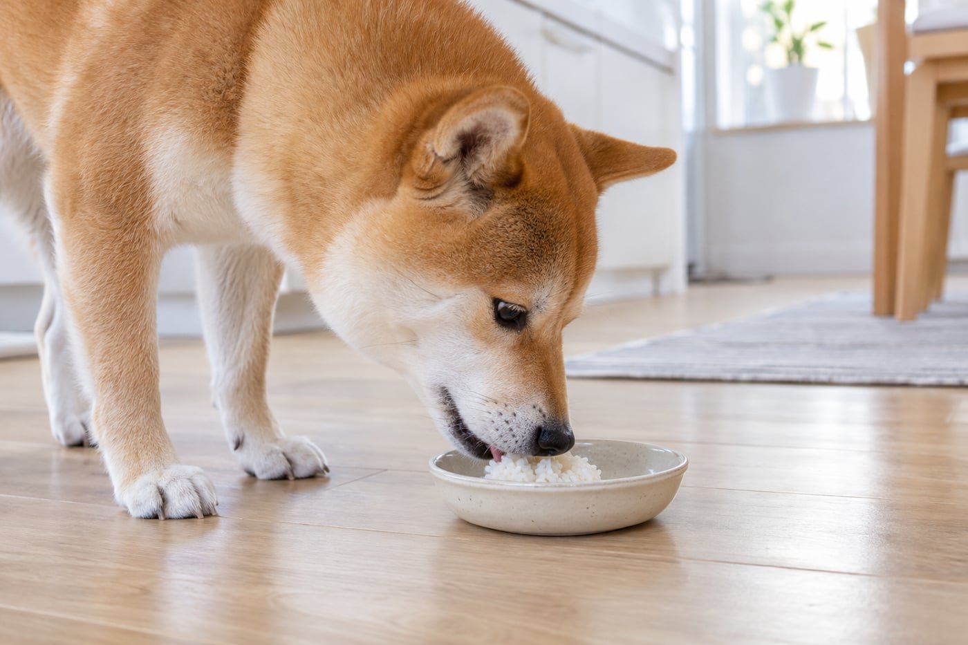 Shiba inu tasting a small spoonful of plain cooked white rice.