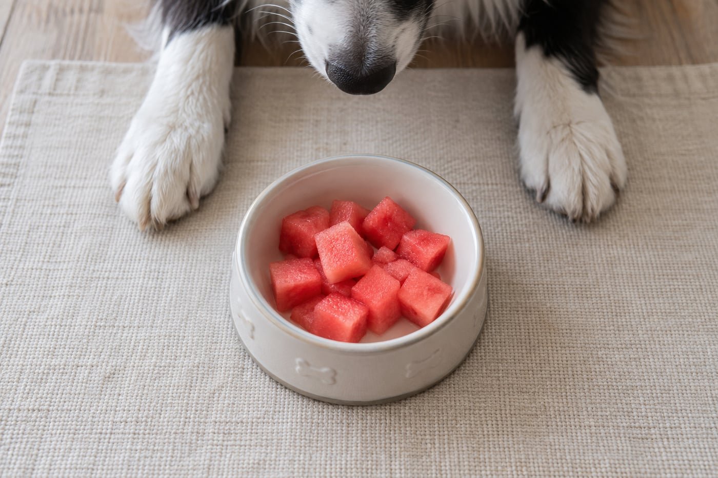 Small treat portion: tiny seedless rind-free watermelon cubes.