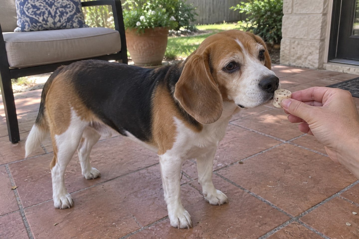A hand offering a small savory beef and yogurt frozen dog treats treat to the beagle