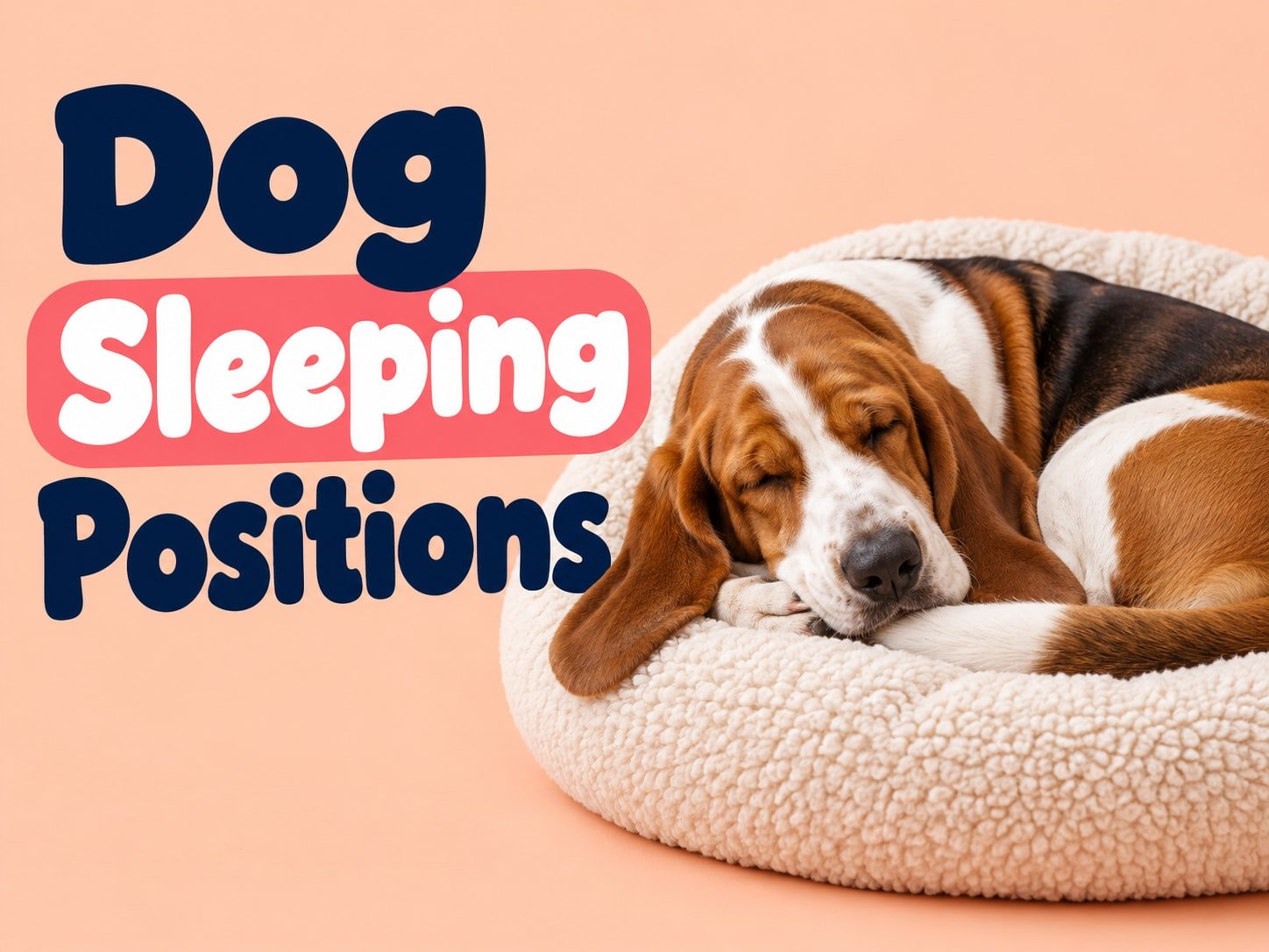 Dog Sleeping Positions and What They Mean