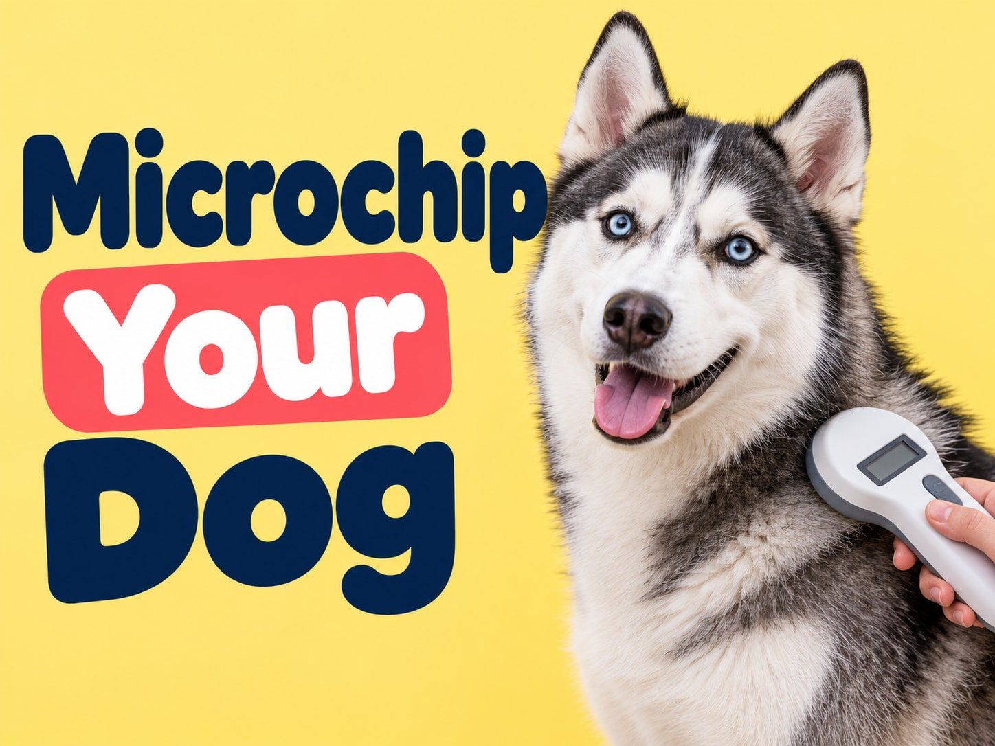 Husky in a pastel illustrated cover for Microchip Identification for Dogs