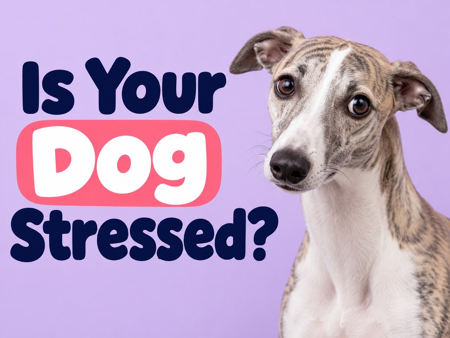Signs Your Dog Is Stressed